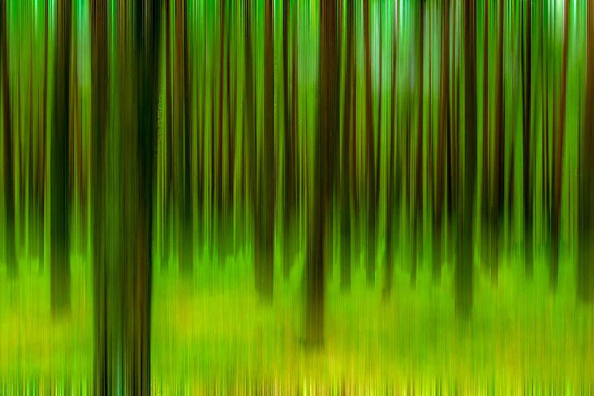BOSQUE ENCANTADO