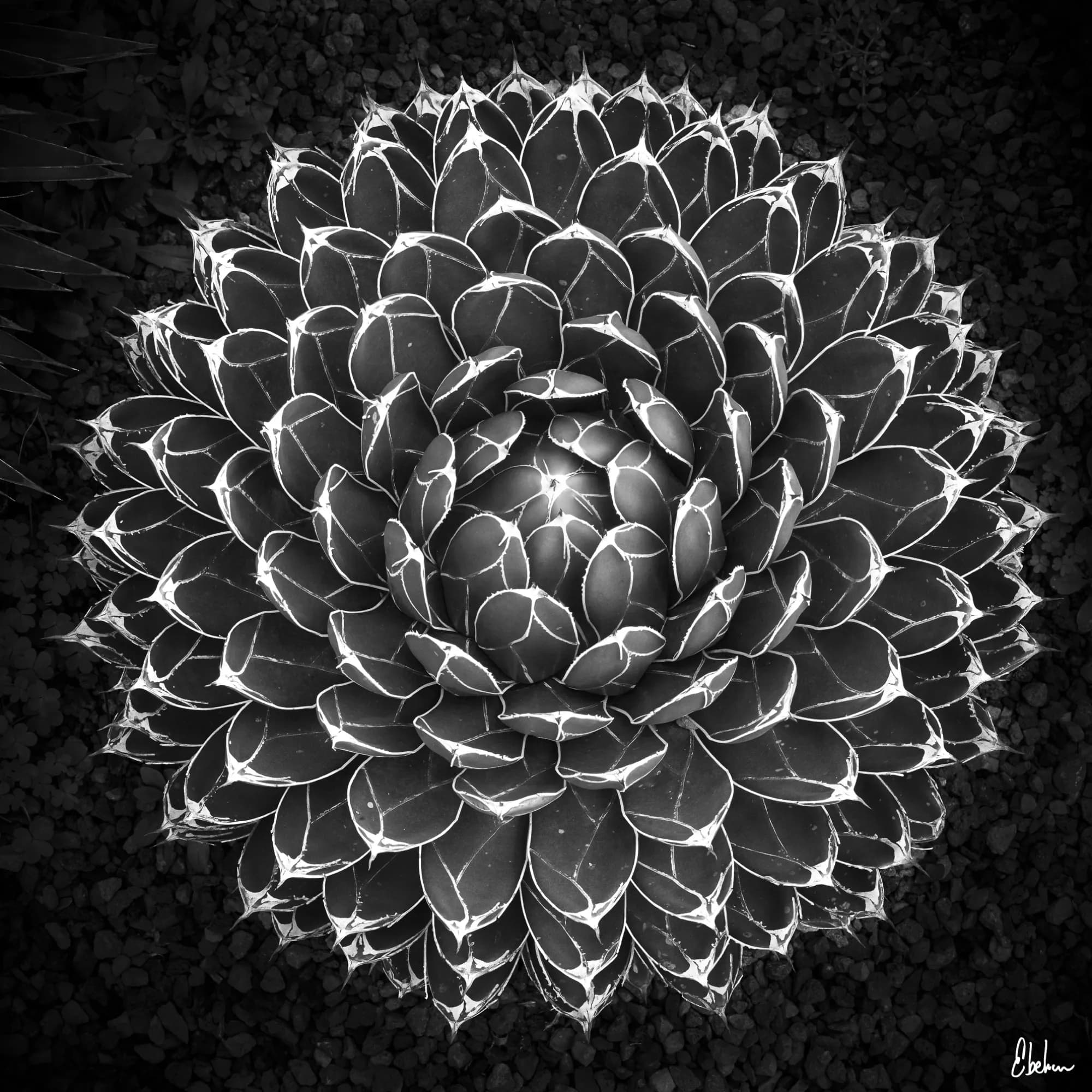 CACTUS 2