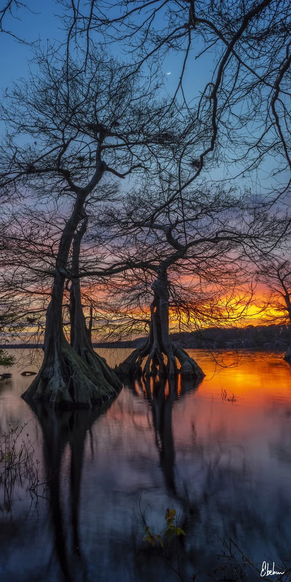 SUNSET TREES