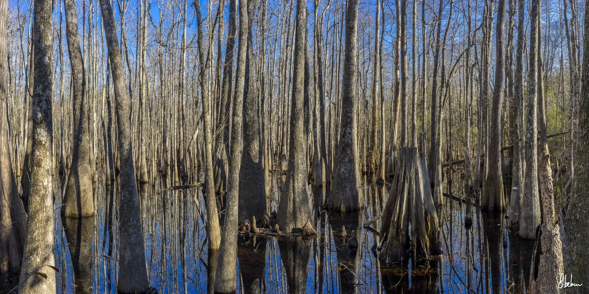 TREES PANO 2