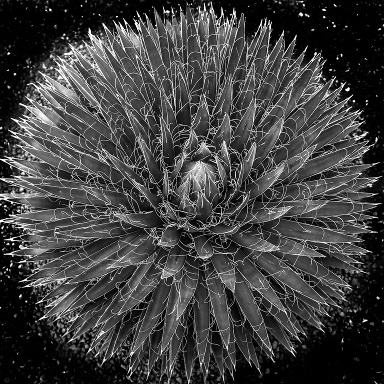 Magueyes 3 - Acrilico Impresion Directa Brillo