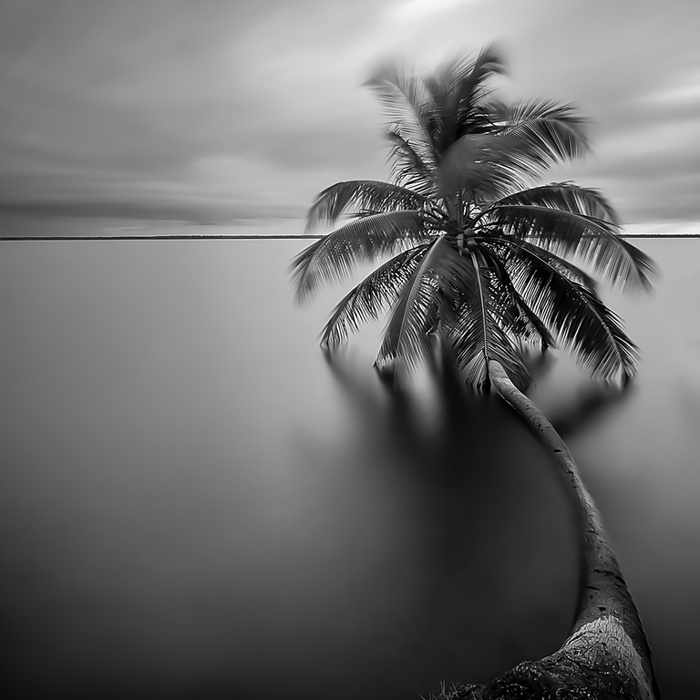 Palm on Ice - Acrilico Impresion Directa Brillo