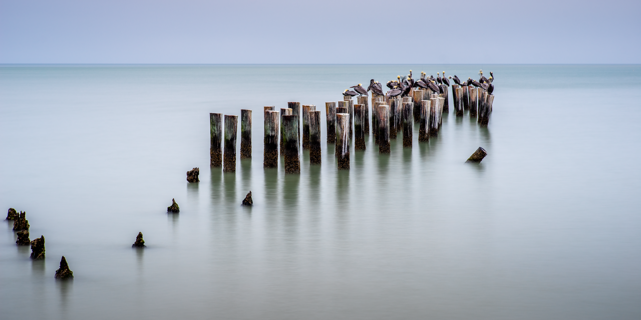 Pelicanos - Acrilico Impresion Directa Brillo