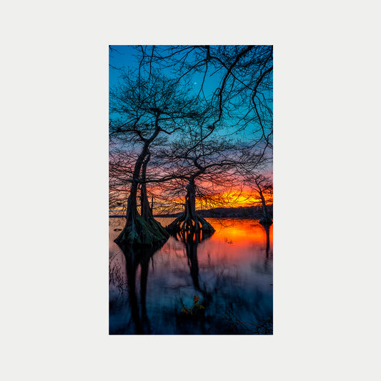 Sunset Trees