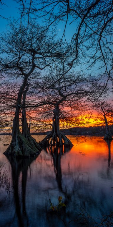 Sunset Trees - Acrilico Impresion Directa Brillo
