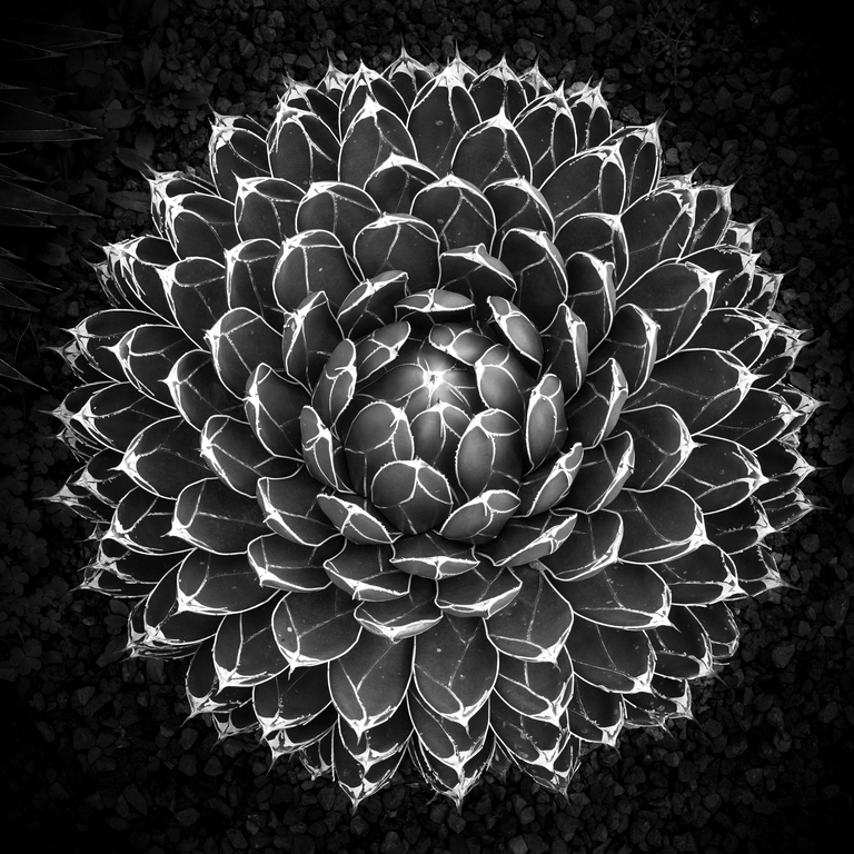 Magueyes 2 - Acrilico Impresion Directa Brillo