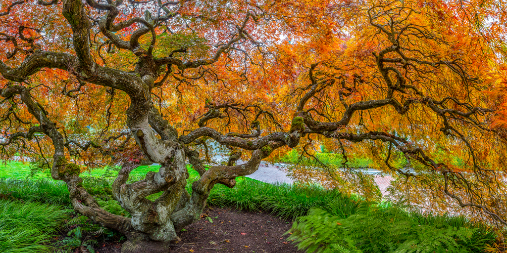 Maple Grande - Acrilico Impresion Directa Brillo