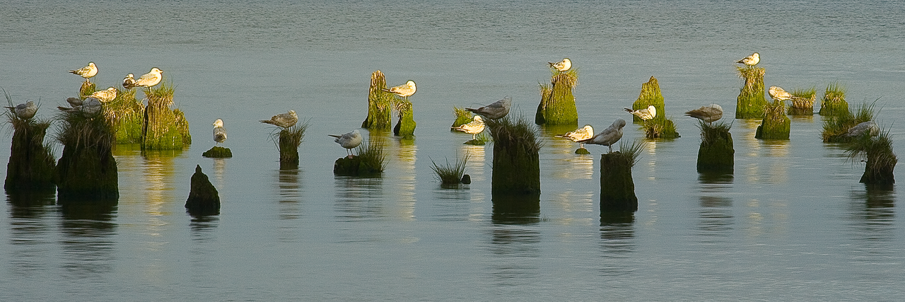Palomas - Acrilico Impresion Directa Brillo
